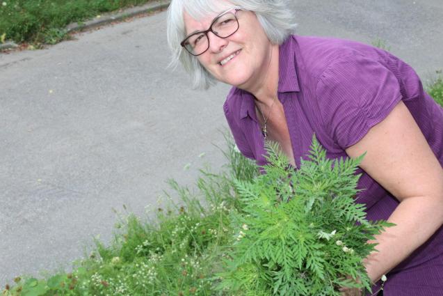 À chaque fois que Suzanne Viens passe devant un plant d'herbe à poux, elle l'arrache. Photo Nelson Dion