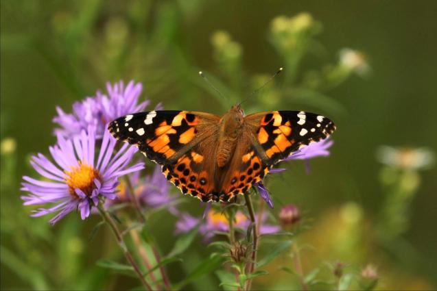 Les papillons belles-dames migreront à la fin de l’été vers le sud-ouest des États-Unis et le nord du Mexique. Photo : Serge Caya