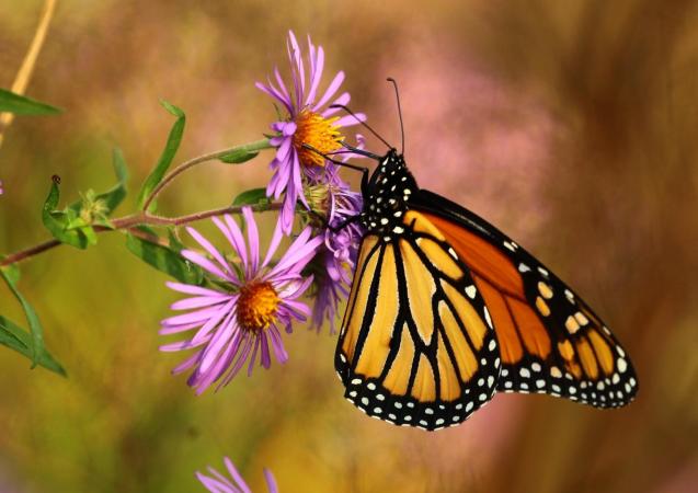 Papillon monarque : selon les scientifiques, les populations de monarques ont diminué de 90 % en 20 ans. Les monarques dépendent principalement des asclépiades. Photo : Serge Caya