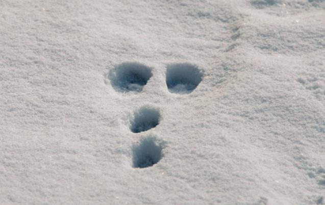 Ces traces dans la neige révèlent la présence d’un lapin à queue blanche. Photo : Serge Caya