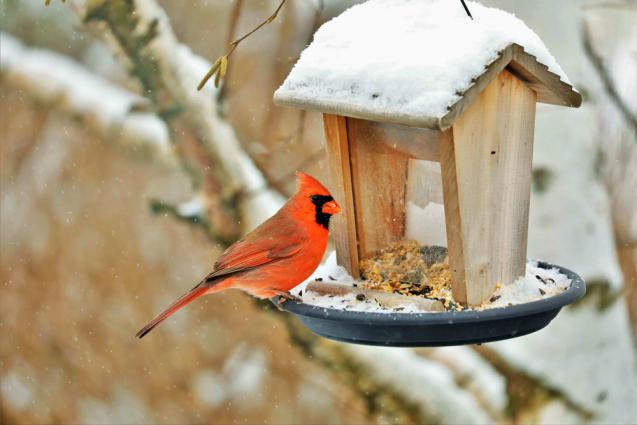 Depuis quelques années, le cardinal rouge manifeste davantage sa présence aux mangeoires. Photo : Serge Caya