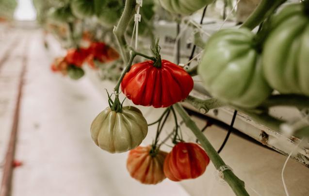 Leurs variétés ancestrales se distinguent de toutes les tomates dans le marché. Photo : Ferme Dominic Lussier