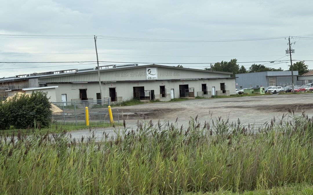 Maltraitance animale à l’encan d’animaux de Saint-Hyacinthe